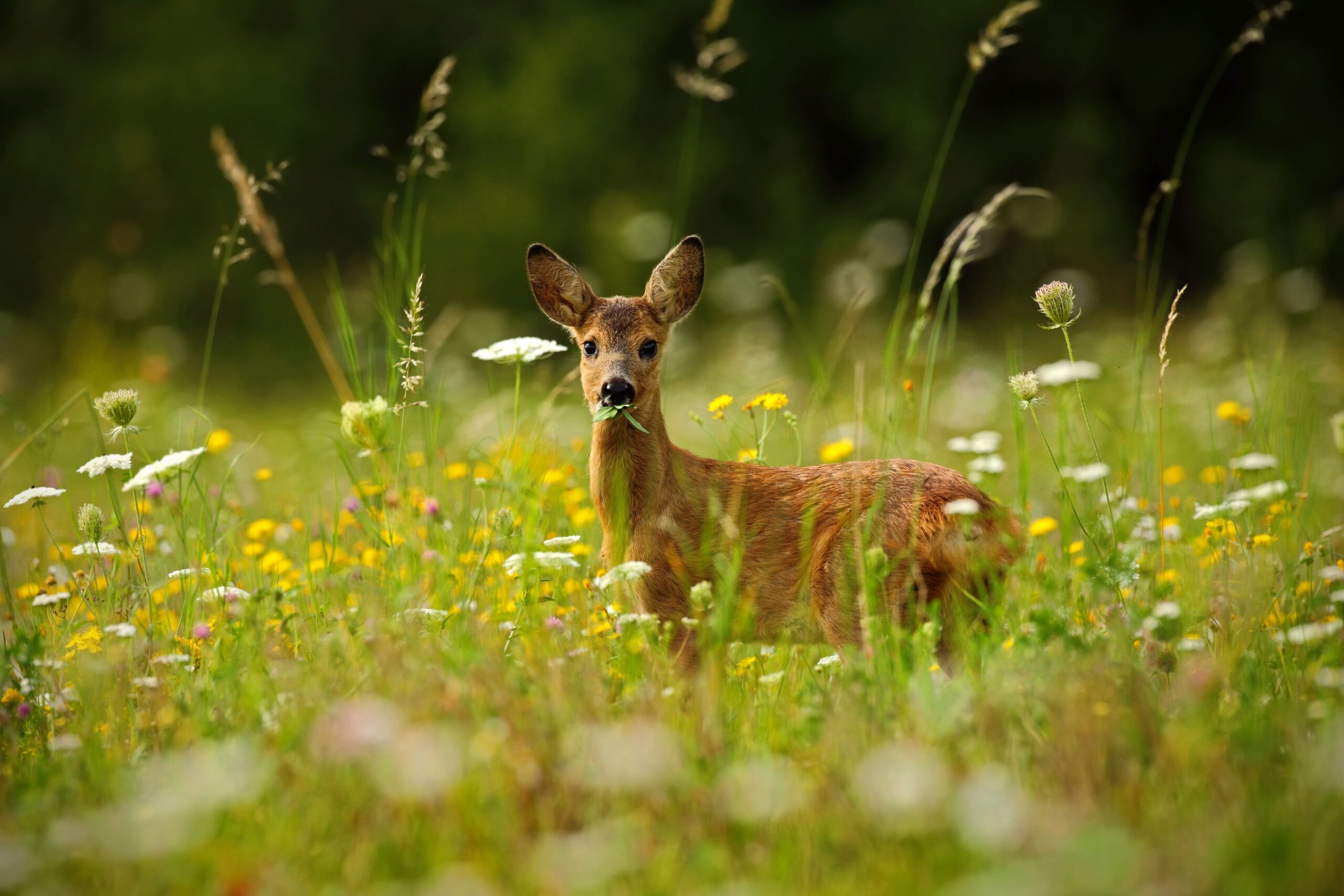 Le Parc Animalier de la Grande Jeanne à Annecy